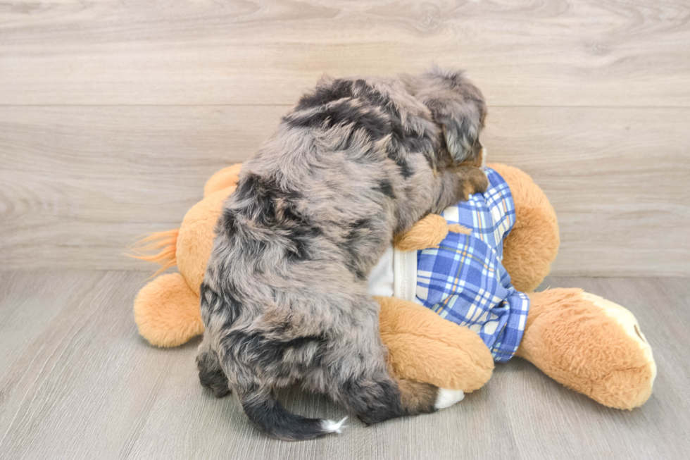 Best Mini Bernedoodle Baby