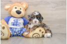 Funny Mini Bernedoodle Poodle Mix Pup