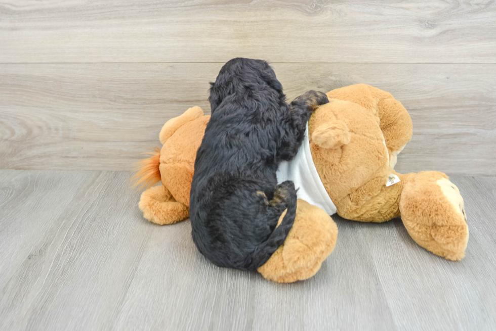 Mini Bernedoodle Pup Being Cute