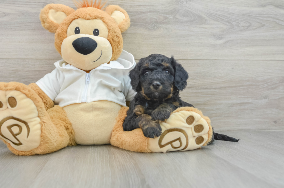 6 week old Mini Bernedoodle Puppy For Sale - Pilesgrove Pups