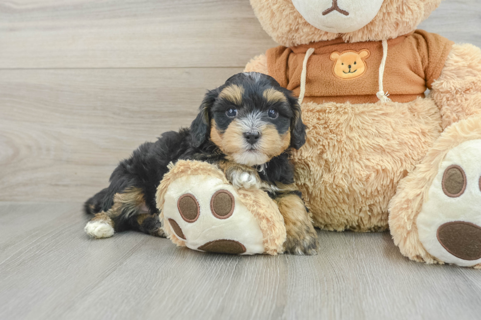 Best Mini Bernedoodle Baby