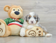 5 week old Mini Bernedoodle Puppy For Sale - Pilesgrove Pups