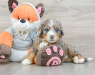 7 week old Mini Bernedoodle Puppy For Sale - Pilesgrove Pups