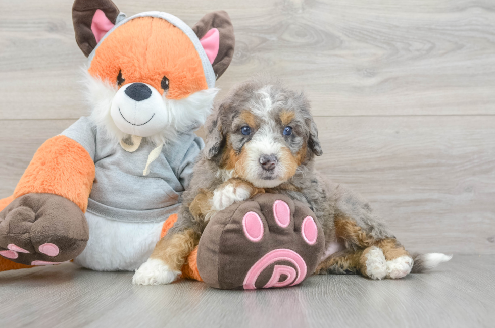 5 week old Mini Bernedoodle Puppy For Sale - Pilesgrove Pups