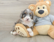 7 week old Mini Bernedoodle Puppy For Sale - Pilesgrove Pups