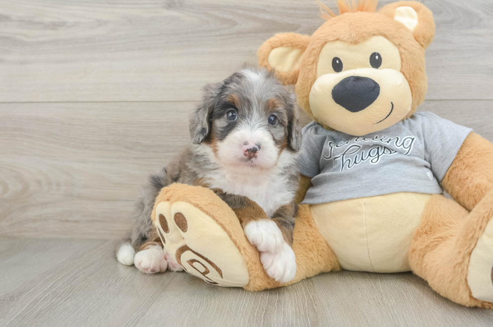 6 week old Mini Bernedoodle Puppy For Sale - Pilesgrove Pups