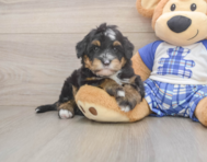 7 week old Mini Bernedoodle Puppy For Sale - Pilesgrove Pups