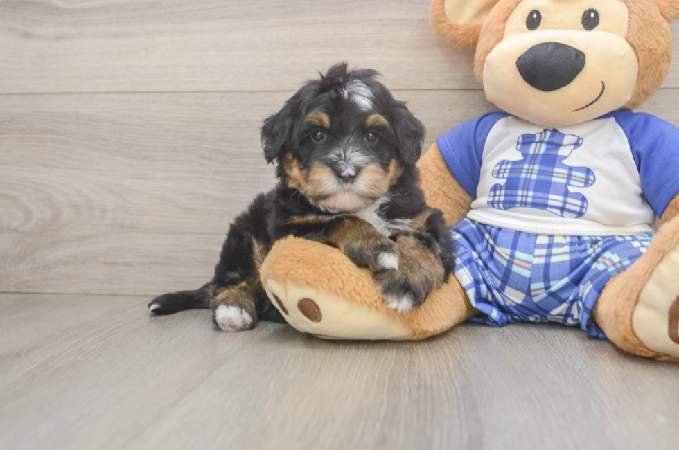 5 week old Mini Bernedoodle Puppy For Sale - Pilesgrove Pups