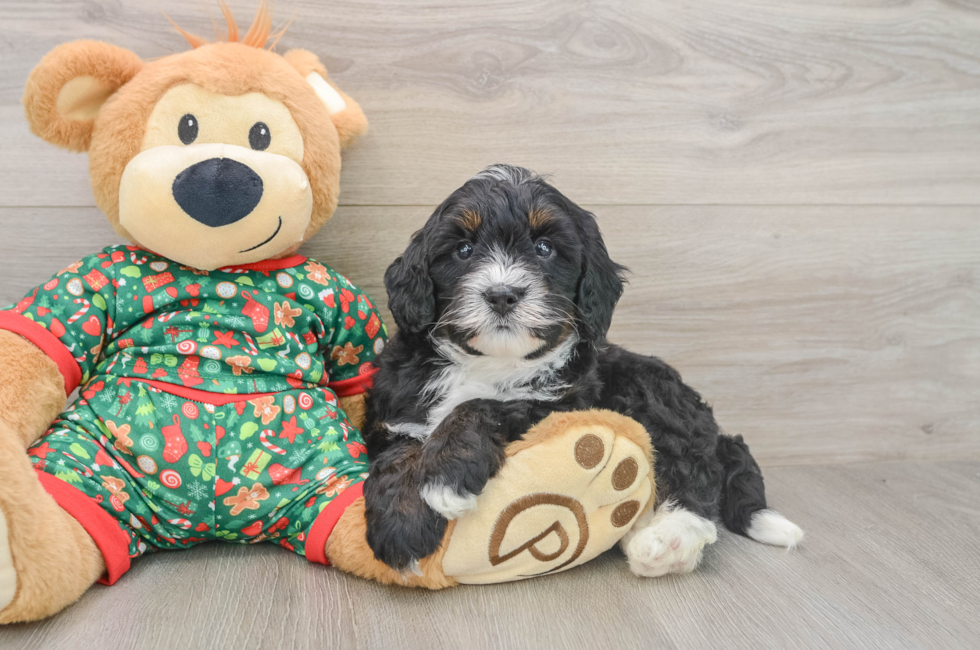 5 week old Mini Bernedoodle Puppy For Sale - Pilesgrove Pups