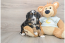 Mini Bernedoodle Pup Being Cute