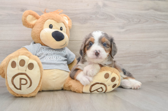 Adorable Mini Bernadoodle Poodle Mix Puppy