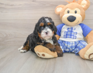 7 week old Mini Bernedoodle Puppy For Sale - Pilesgrove Pups