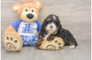 Smart Mini Bernedoodle Poodle Mix Pup