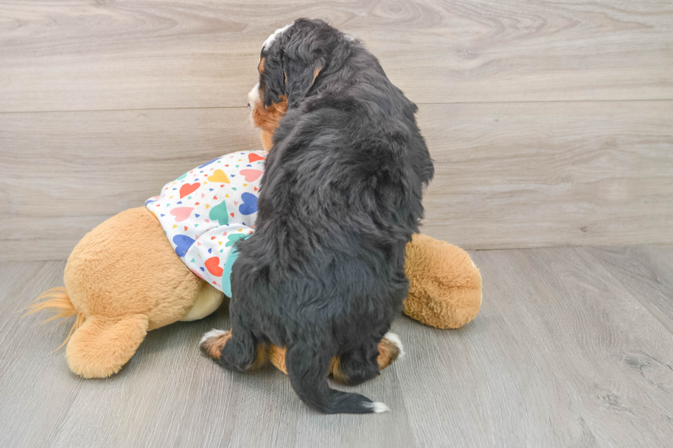 Cute Mini Bernedoodle Baby