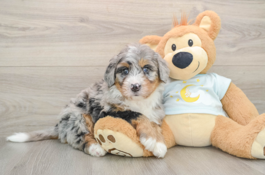 Fluffy Mini Bernedoodle Poodle Mix Pup