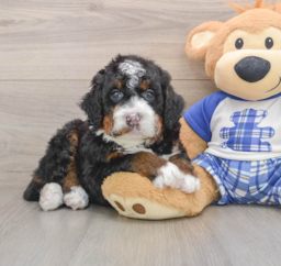7 week old Mini Bernedoodle Puppy For Sale - Pilesgrove Pups