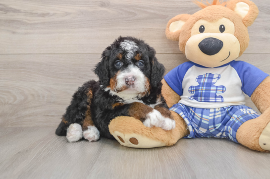 Best Mini Bernedoodle Baby