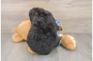 Mini Bernedoodle Puppy for Adoption