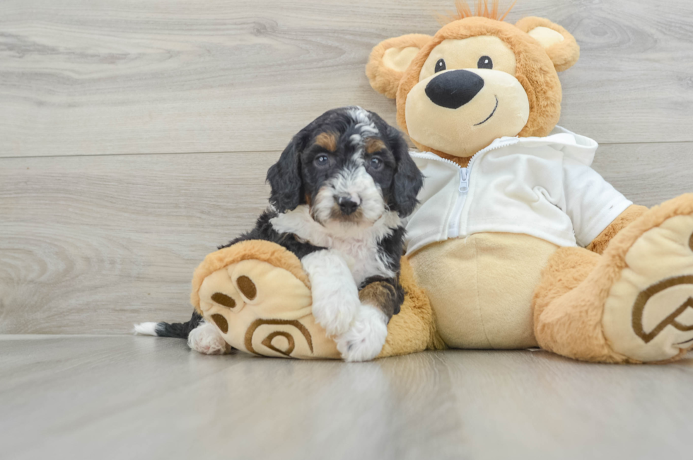 6 week old Mini Bernedoodle Puppy For Sale - Pilesgrove Pups