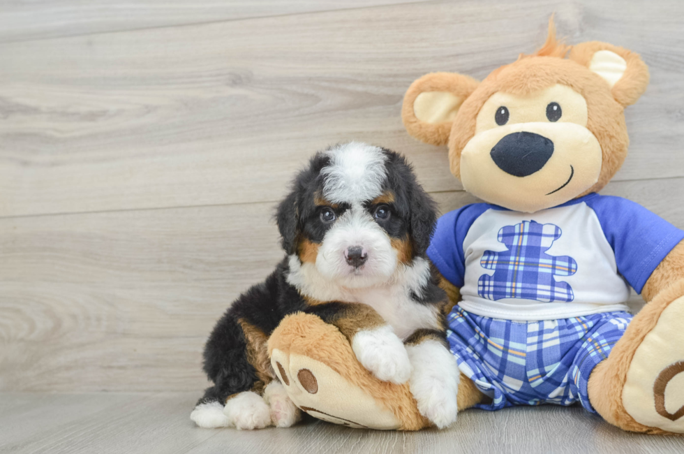 7 week old Mini Bernedoodle Puppy For Sale - Pilesgrove Pups