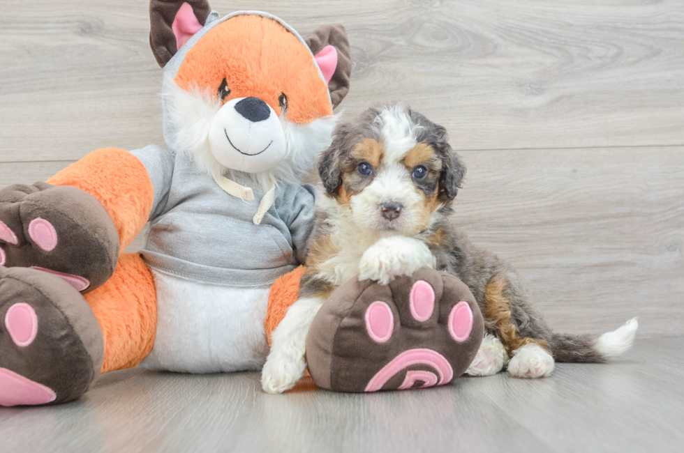 5 week old Mini Bernedoodle Puppy For Sale - Pilesgrove Pups