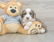 7 week old Mini Bernedoodle Puppy For Sale - Pilesgrove Pups