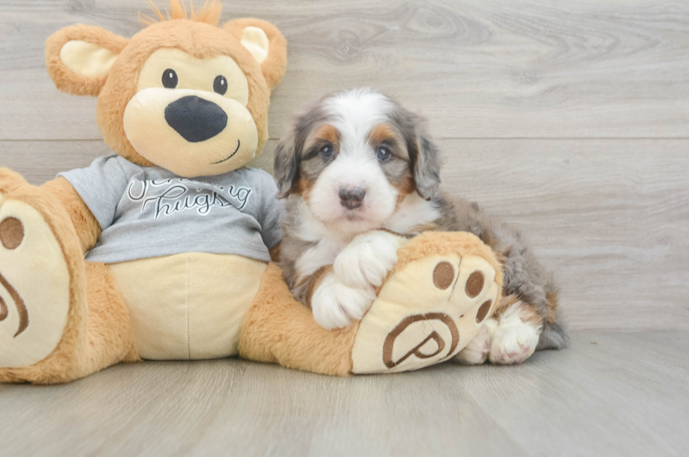 6 week old Mini Bernedoodle Puppy For Sale - Pilesgrove Pups
