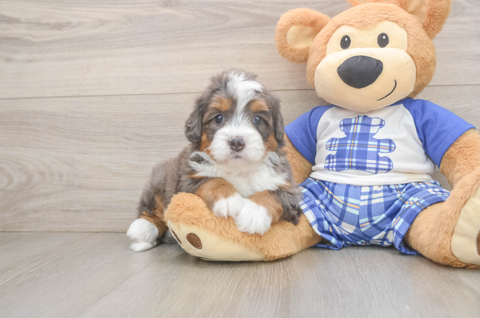 5 week old Mini Bernedoodle Puppy For Sale - Pilesgrove Pups
