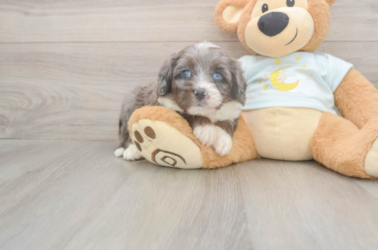 5 week old Mini Bernedoodle Puppy For Sale - Pilesgrove Pups Funny Mini Bernedoodle Poodle Mix Pup