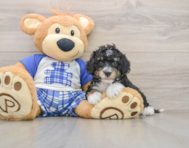 6 week old Mini Bernedoodle Puppy For Sale - Pilesgrove Pups