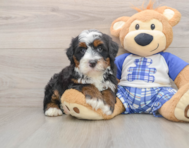 7 week old Mini Bernedoodle Puppy For Sale - Pilesgrove Pups