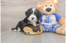 Cute Mini Bernedoodle Baby