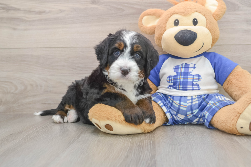 Cute Mini Bernedoodle Baby