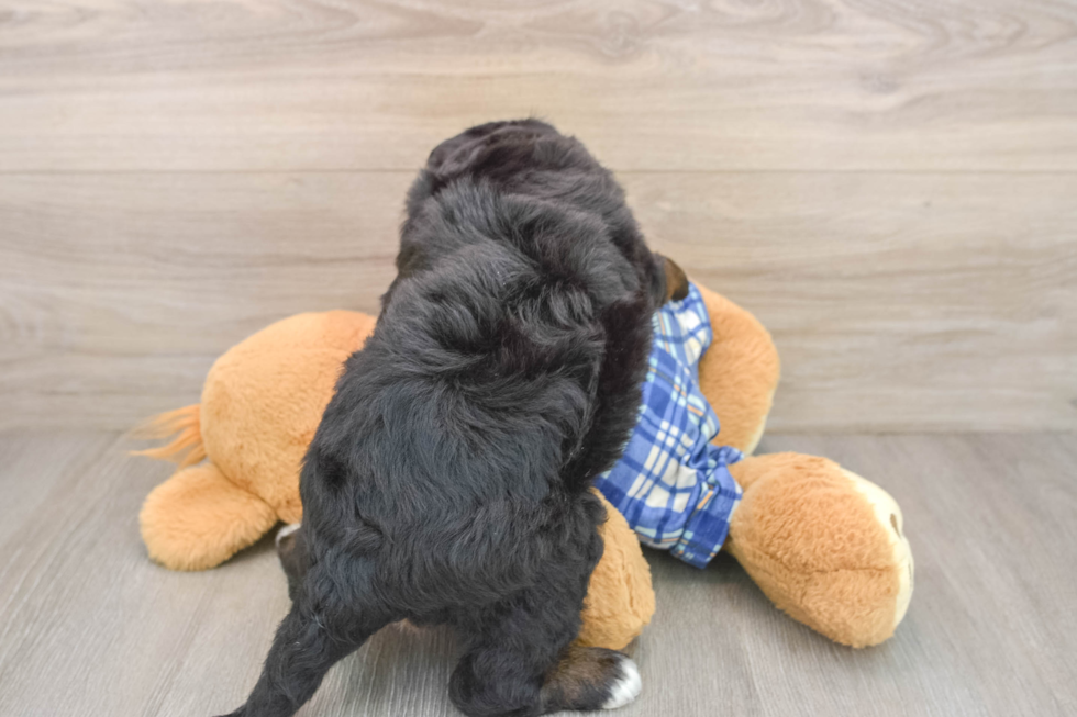 Mini Bernedoodle Puppy for Adoption