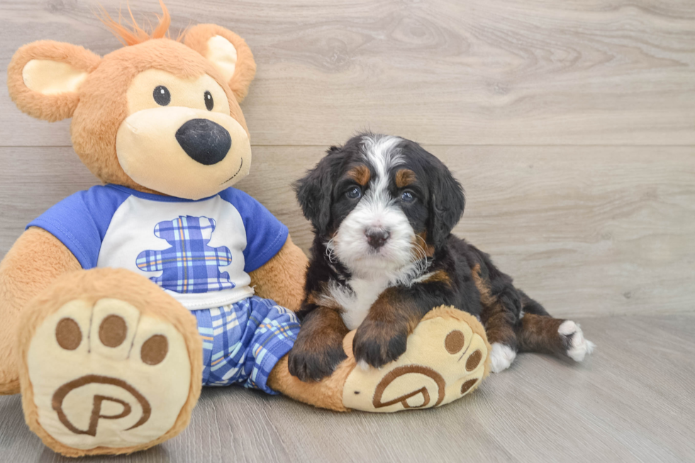 Small Mini Bernedoodle Baby