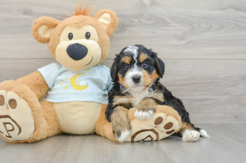 5 week old Mini Bernedoodle Puppy For Sale - Pilesgrove Pups
