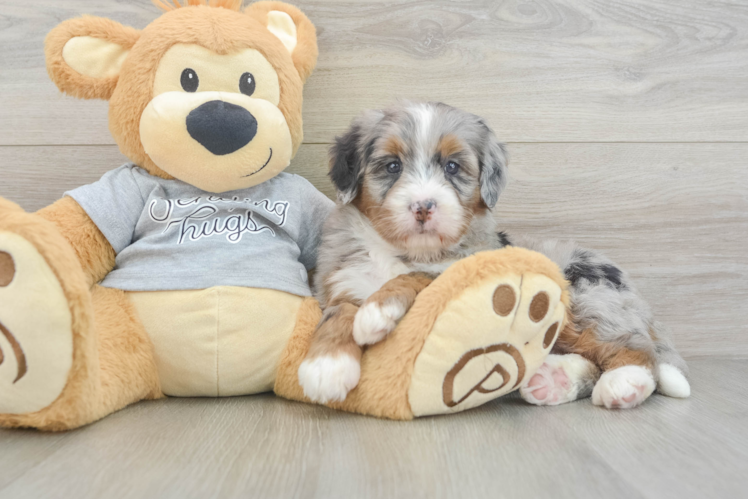 Happy Mini Bernedoodle Baby