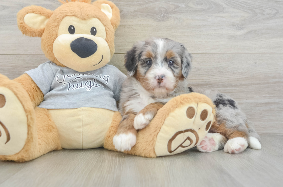 6 week old Mini Bernedoodle Puppy For Sale - Pilesgrove Pups
