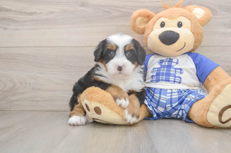 5 week old Mini Bernedoodle Puppy For Sale - Pilesgrove Pups