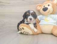 5 week old Mini Bernedoodle Puppy For Sale - Pilesgrove Pups