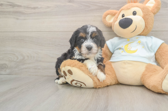 5 week old Mini Bernedoodle Puppy For Sale - Pilesgrove Pups Funny Mini Bernedoodle Poodle Mix Pup