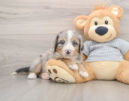 7 week old Mini Bernedoodle Puppy For Sale - Pilesgrove Pups