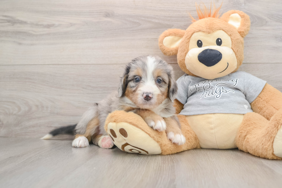 Best Mini Bernedoodle Baby