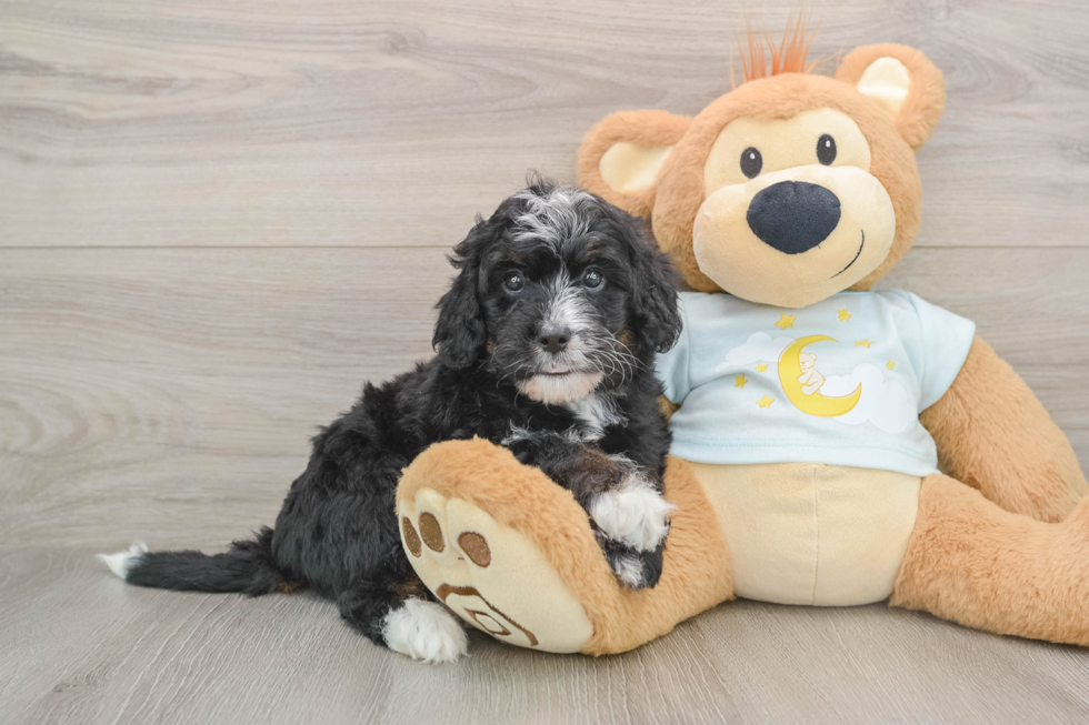Small Mini Bernedoodle Baby