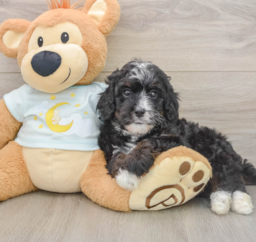 7 week old Mini Bernedoodle Puppy For Sale - Pilesgrove Pups