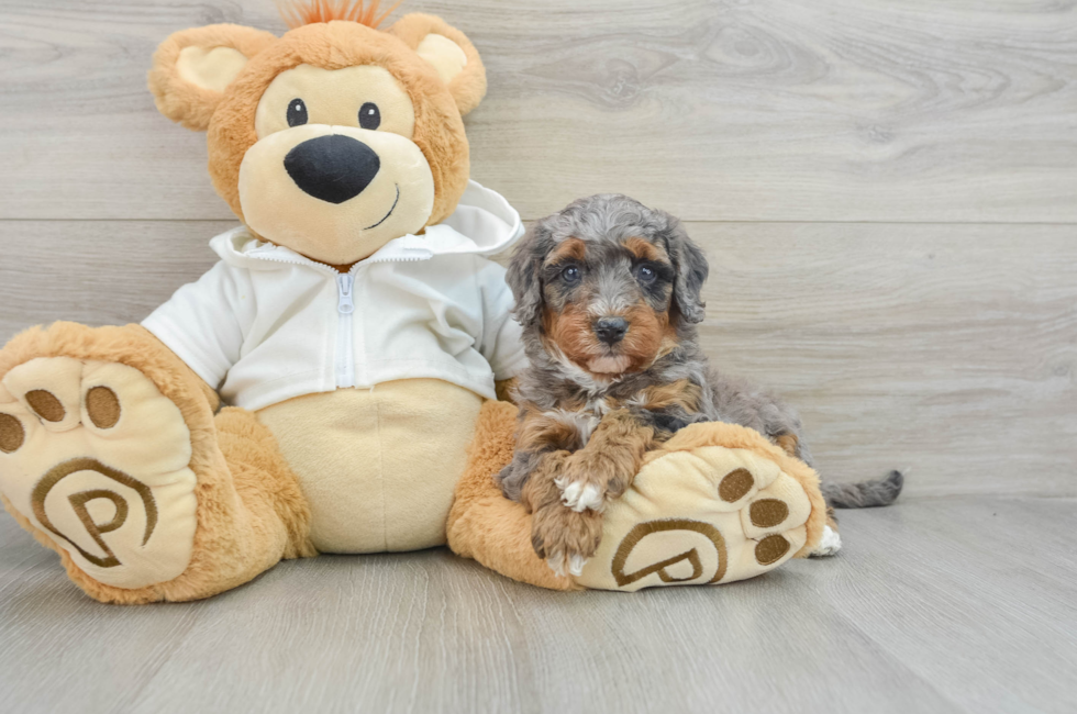 6 week old Mini Bernedoodle Puppy For Sale - Pilesgrove Pups