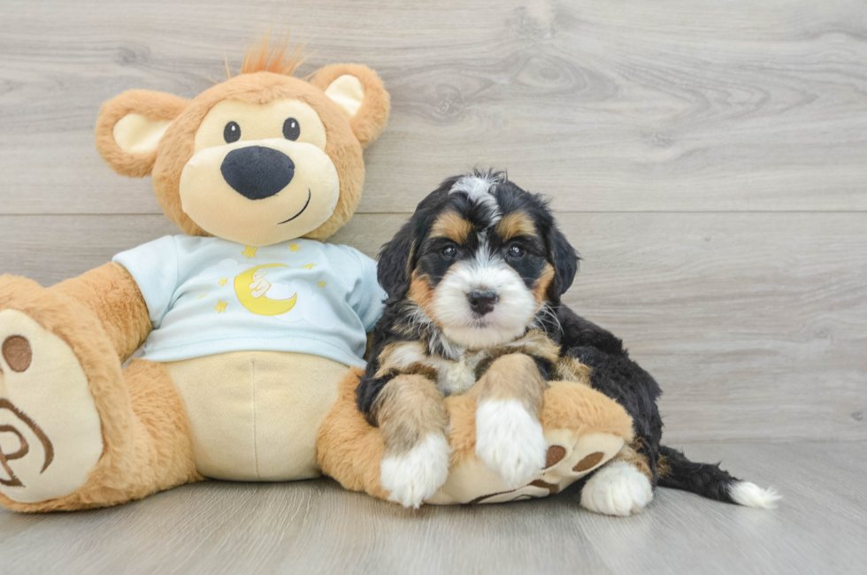 5 week old Mini Bernedoodle Puppy For Sale - Pilesgrove Pups