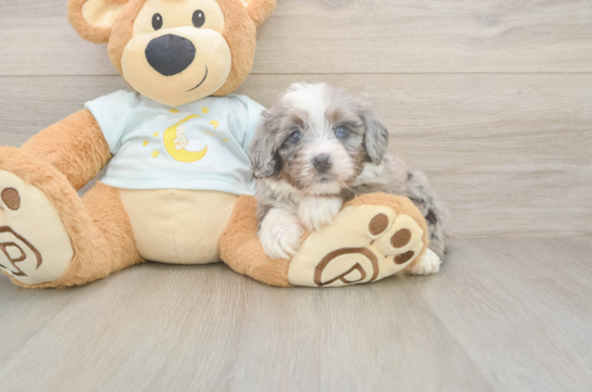5 week old Mini Bernedoodle Puppy For Sale - Pilesgrove Pups Fluffy Mini Bernedoodle Poodle Mix Pup