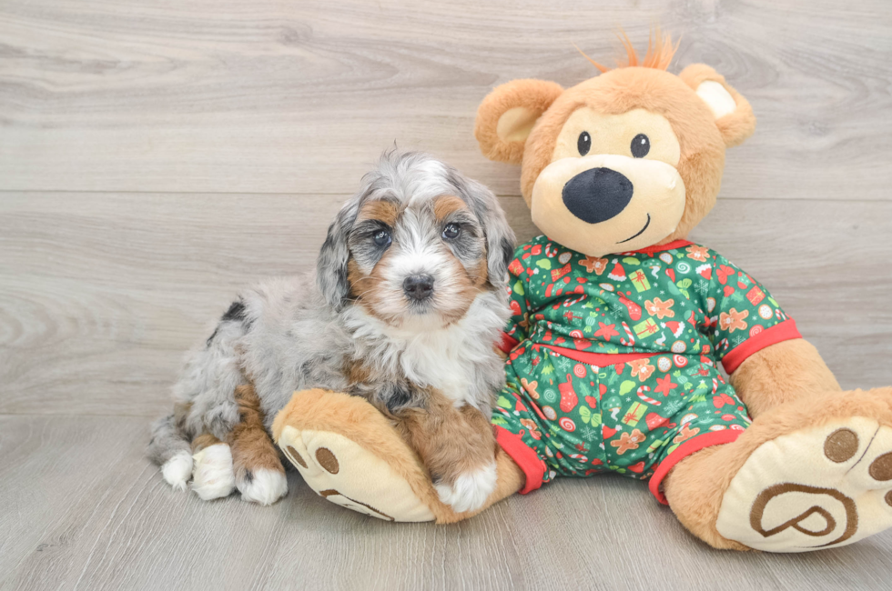 5 week old Mini Bernedoodle Puppy For Sale - Pilesgrove Pups