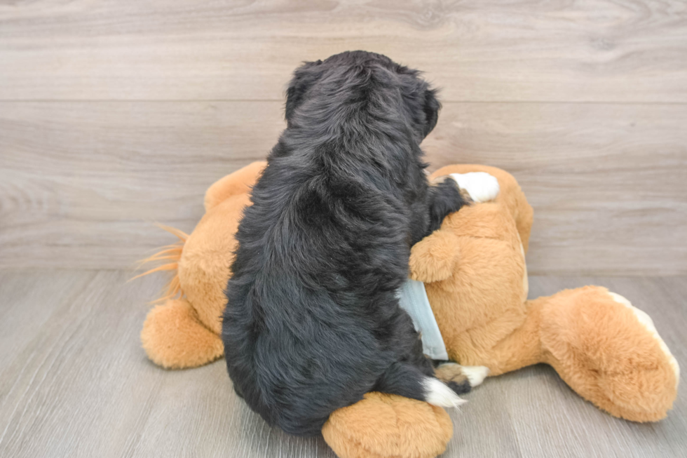 Mini Bernedoodle Pup Being Cute